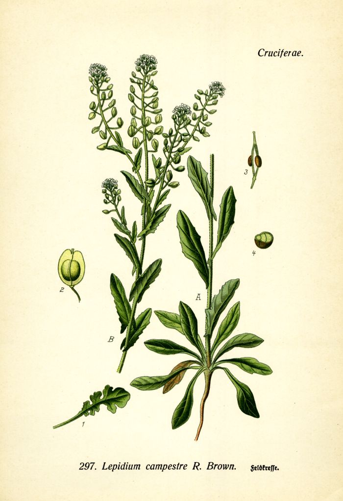Feldkresse