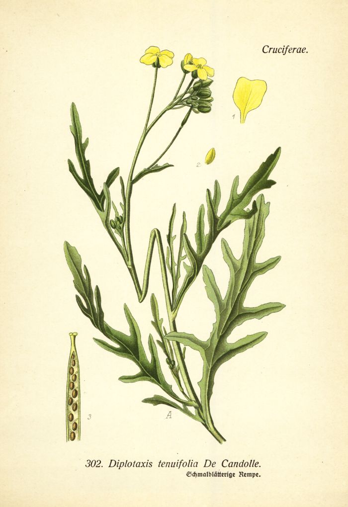 Rempe