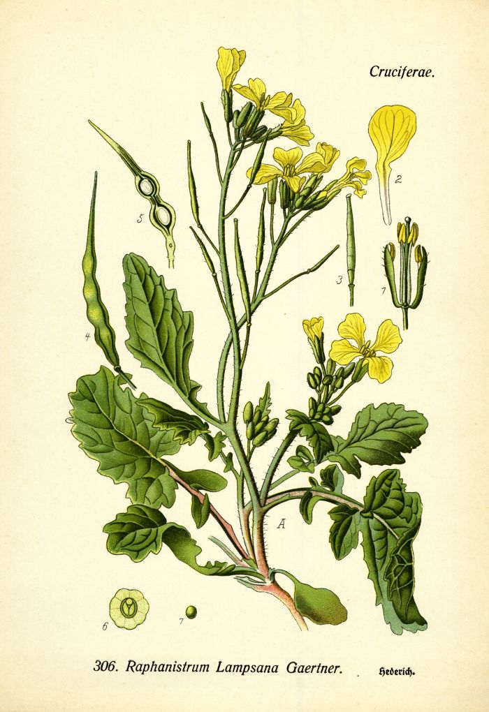 Hederich
