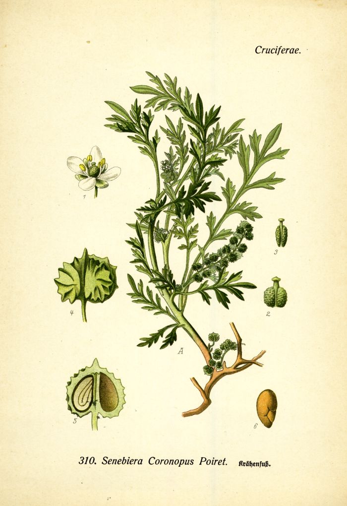 Kr&auml;henfu&szlig;