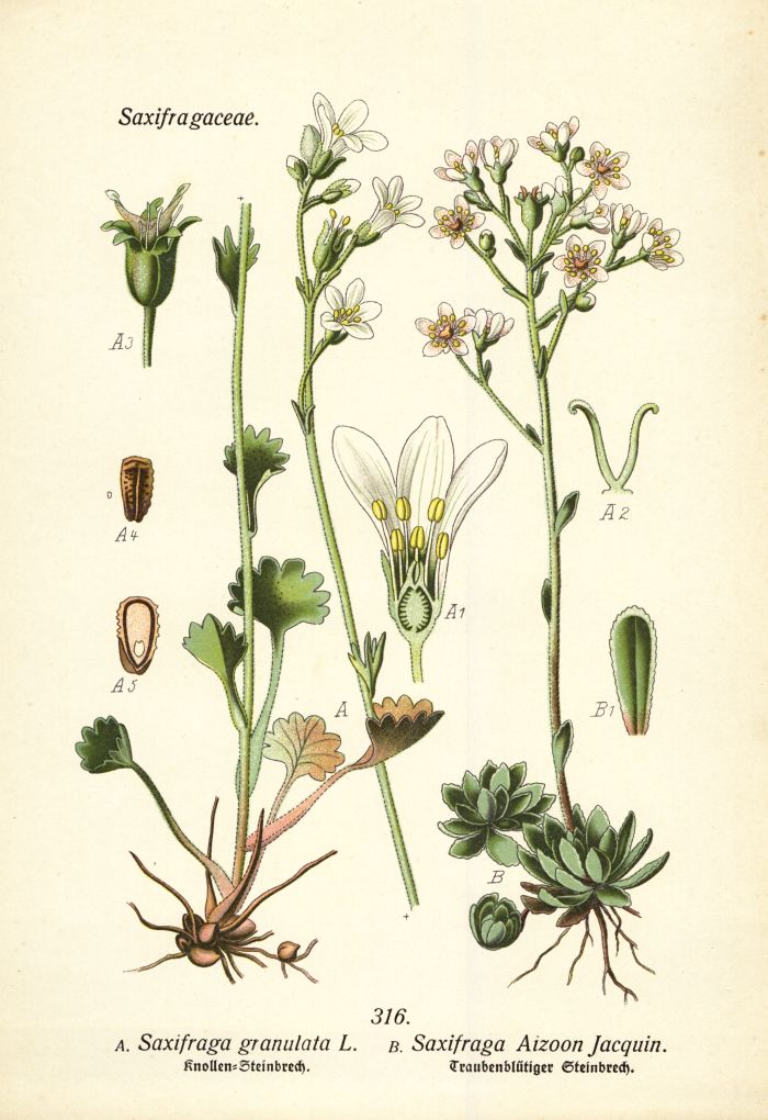 Steinbrech
