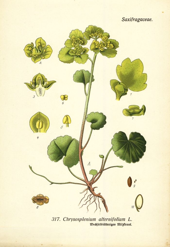 Milzkraut