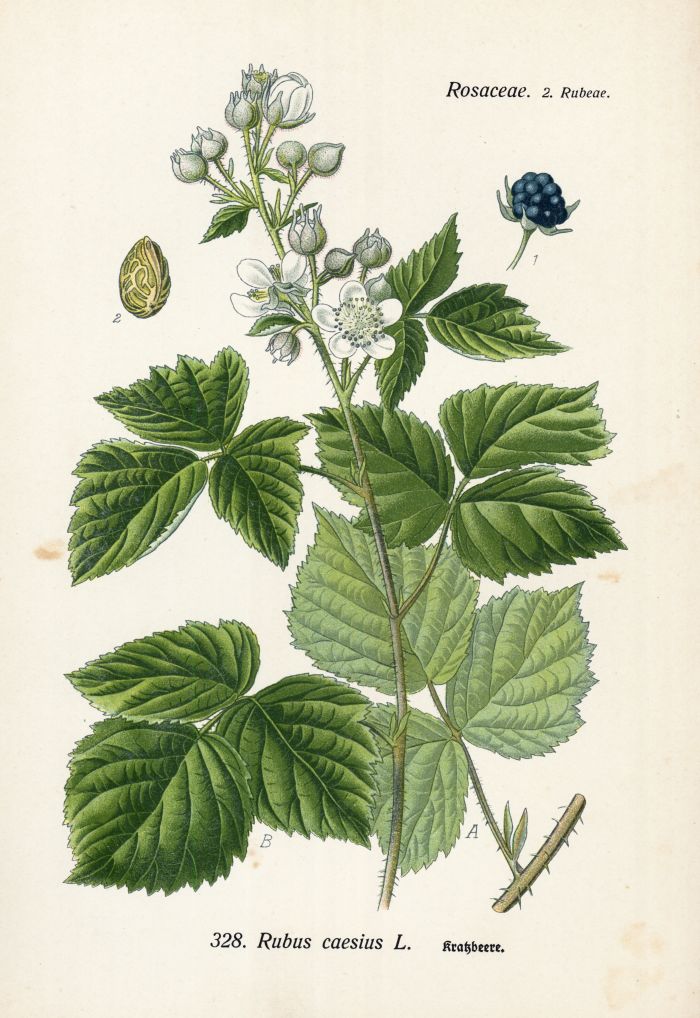 Kratzbeere