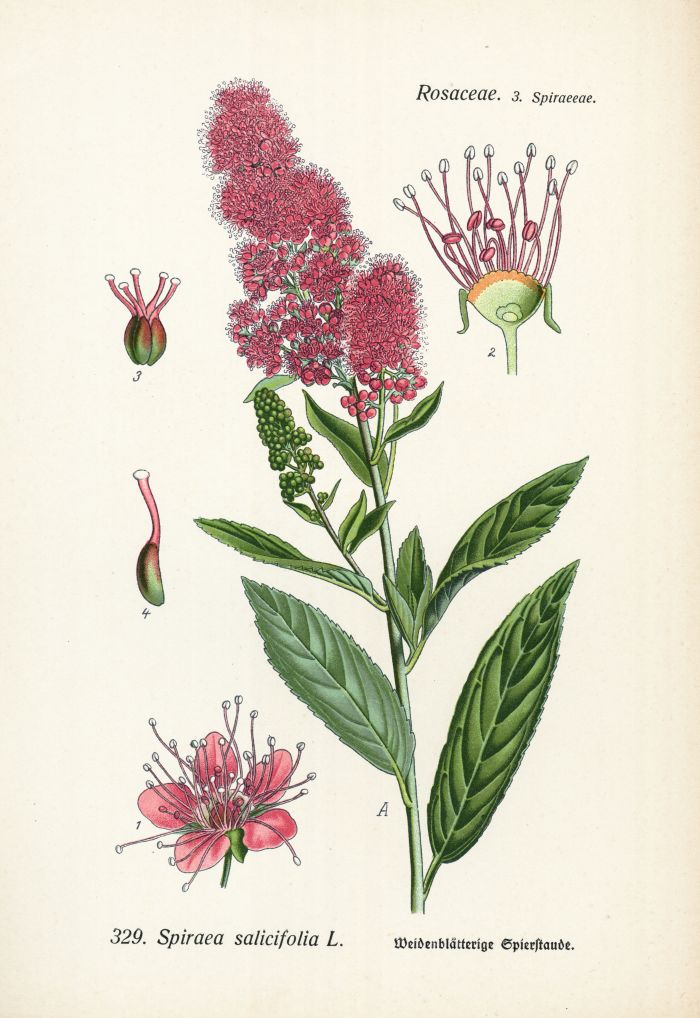 Spierstaude