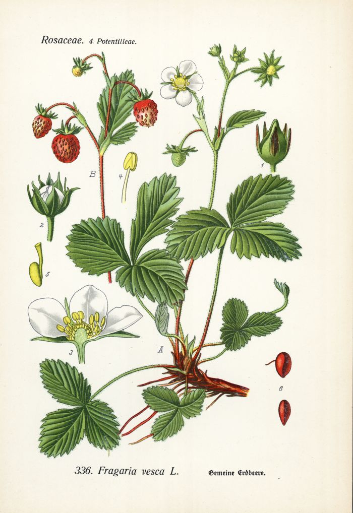 Erdbeere