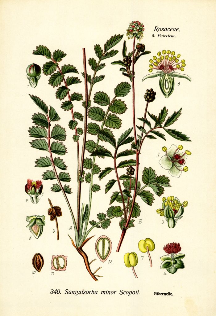 Bebernelle