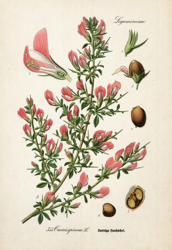 Hauhechel