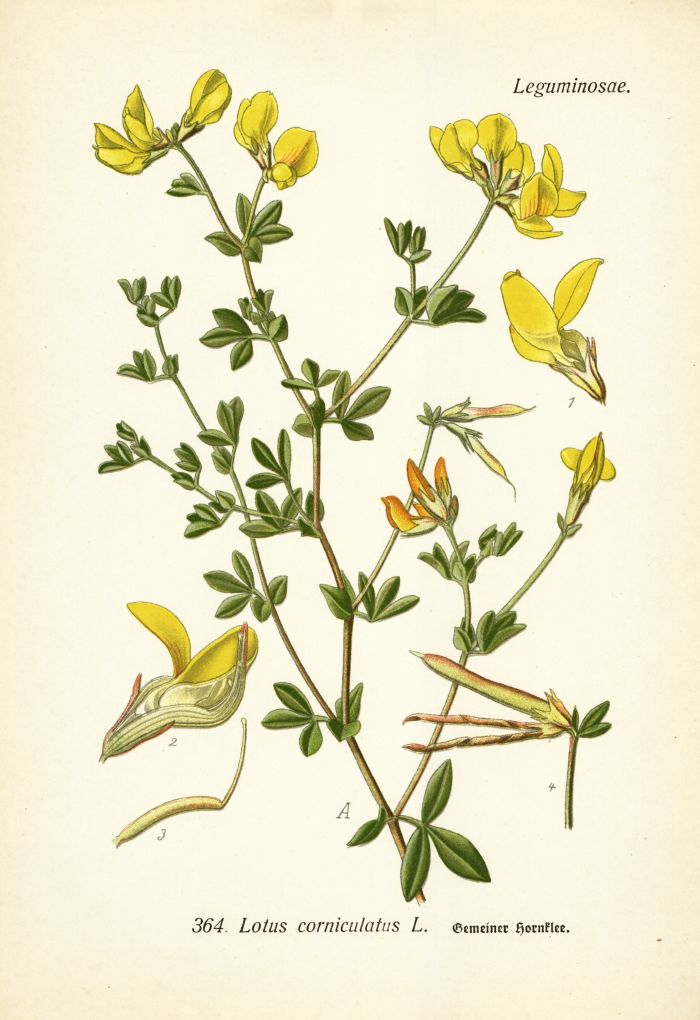 Hornklee
