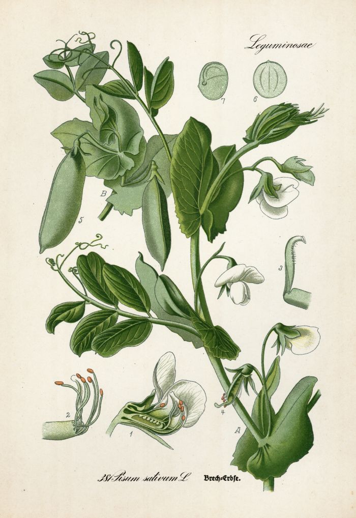 Brecherbse