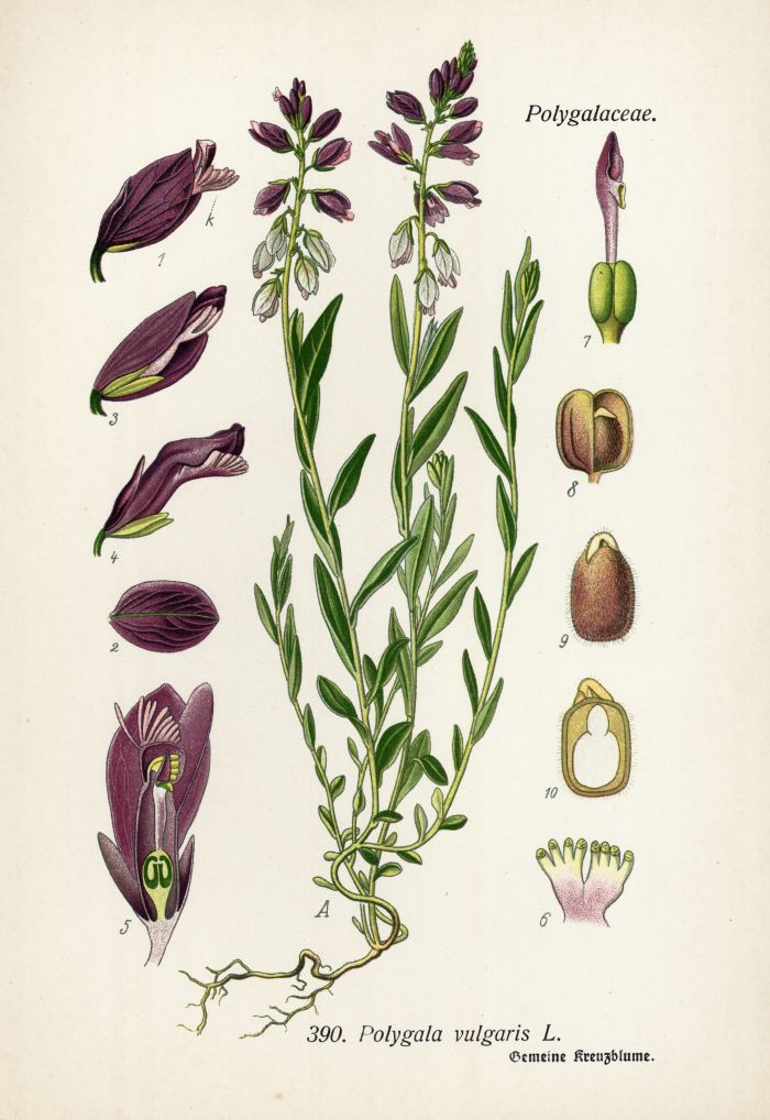 Kreuzblume