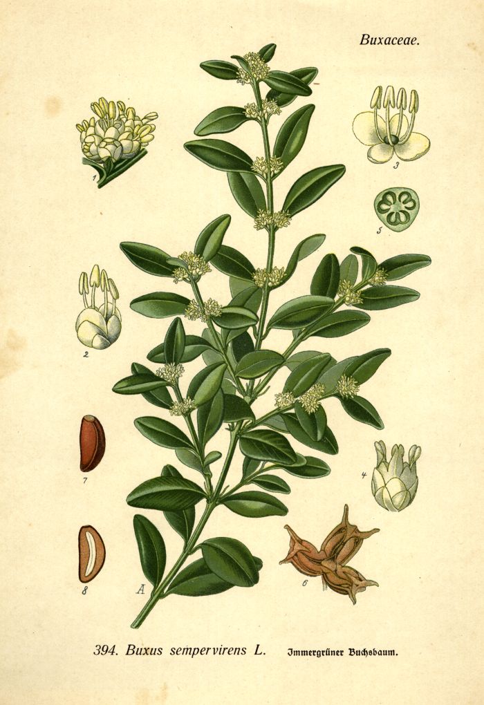 Buchsbaum