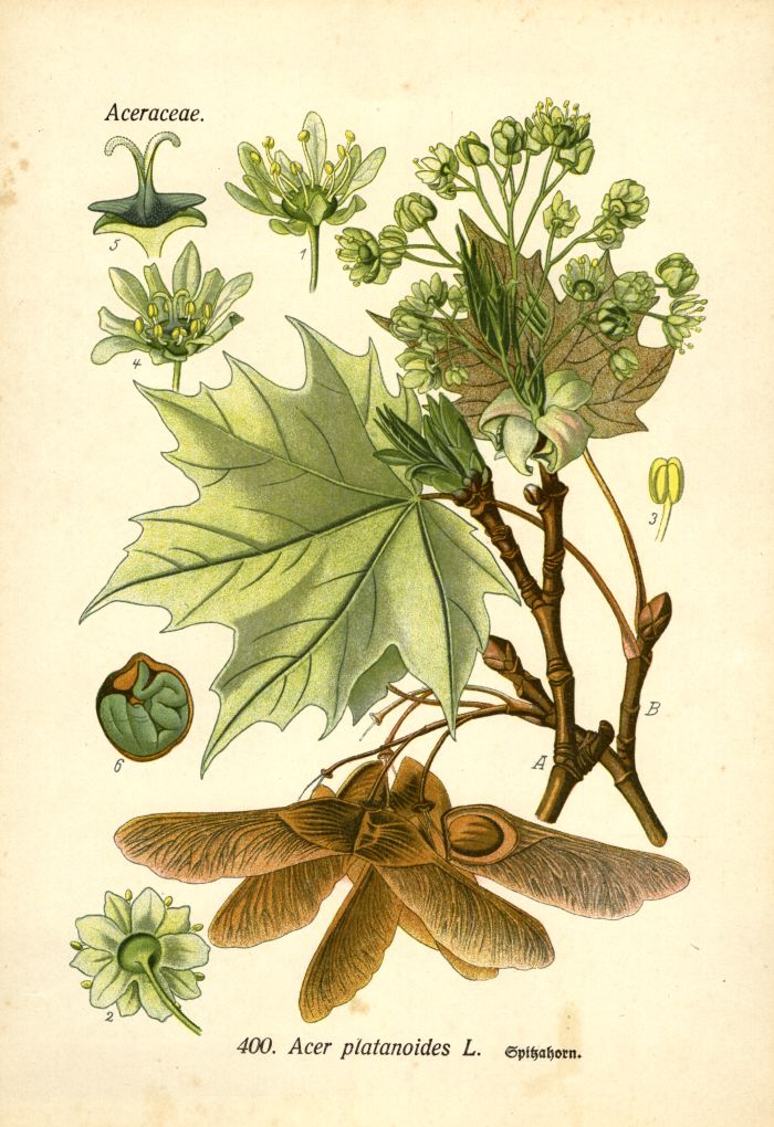 Spitzahorn