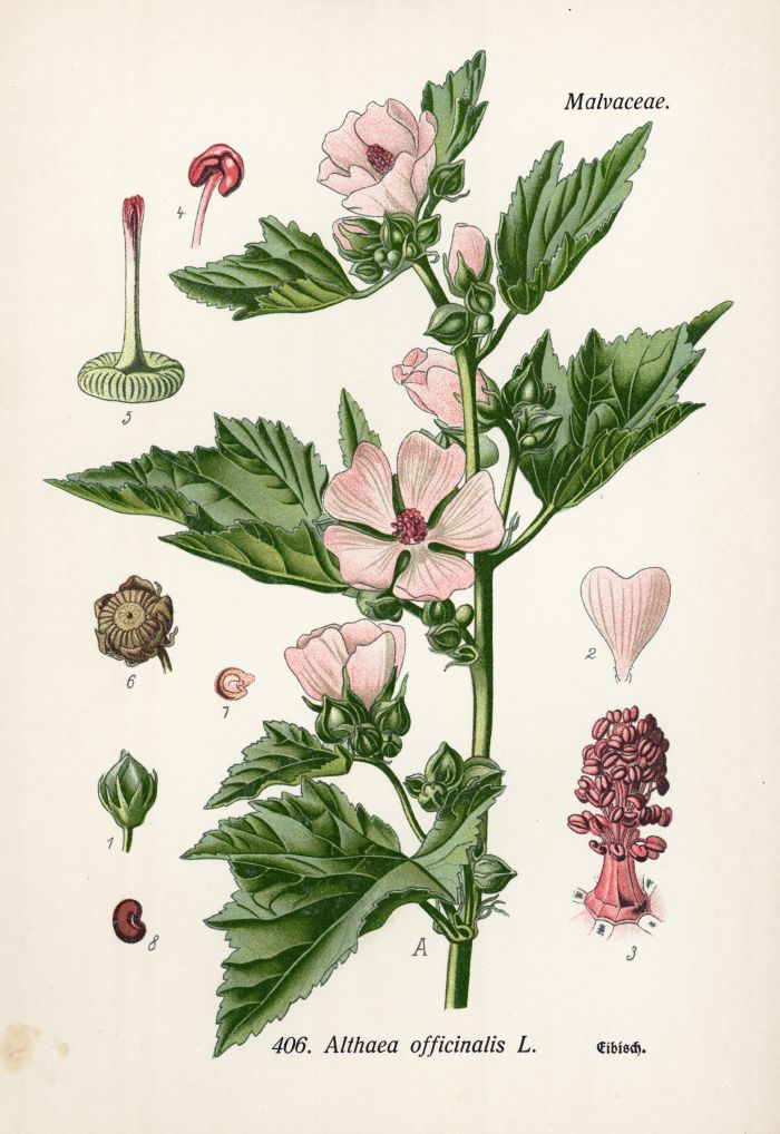 Eibisch