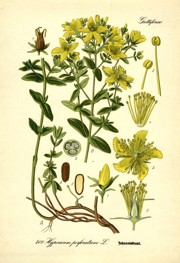 Johanniskraut