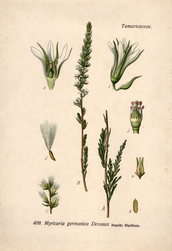 Myrikaria