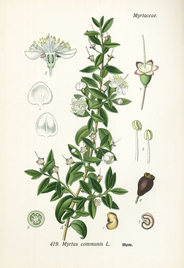 Myrte