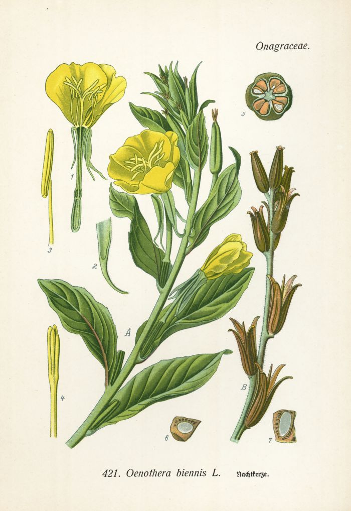 Nachtkerze
