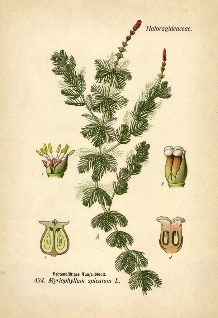 Tausendblatt