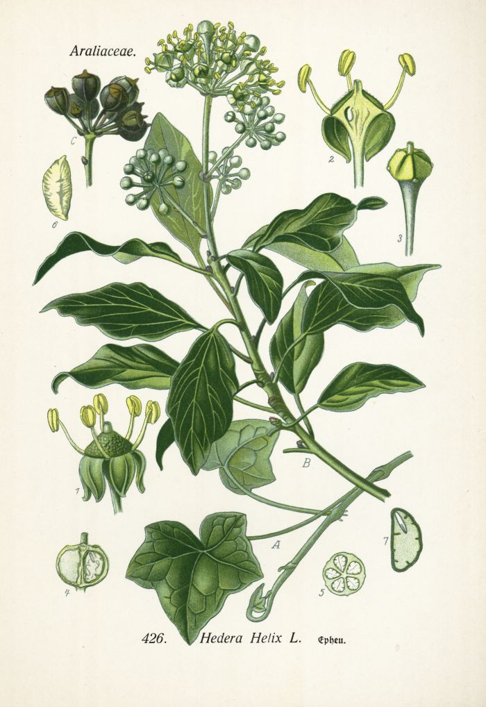 Efeu