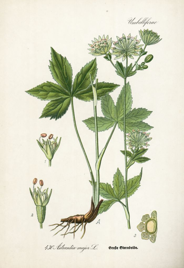Sterndolde