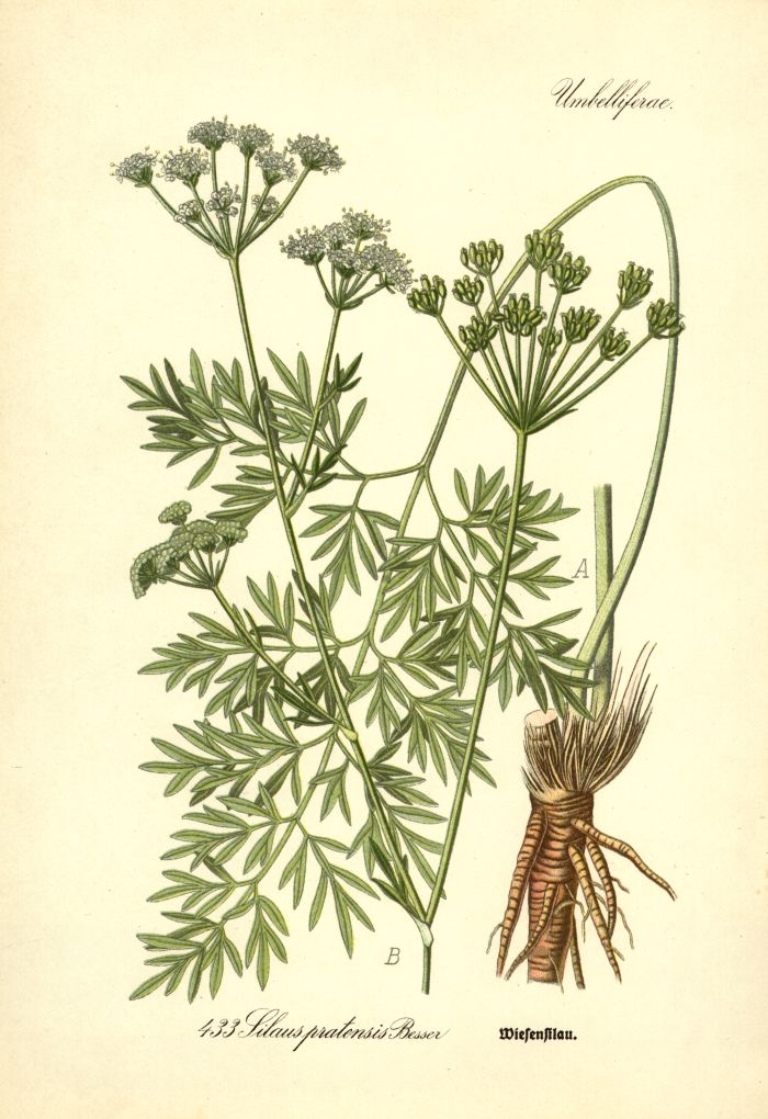 Wiesensilau