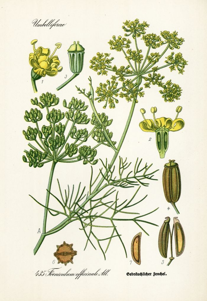 Fenchel