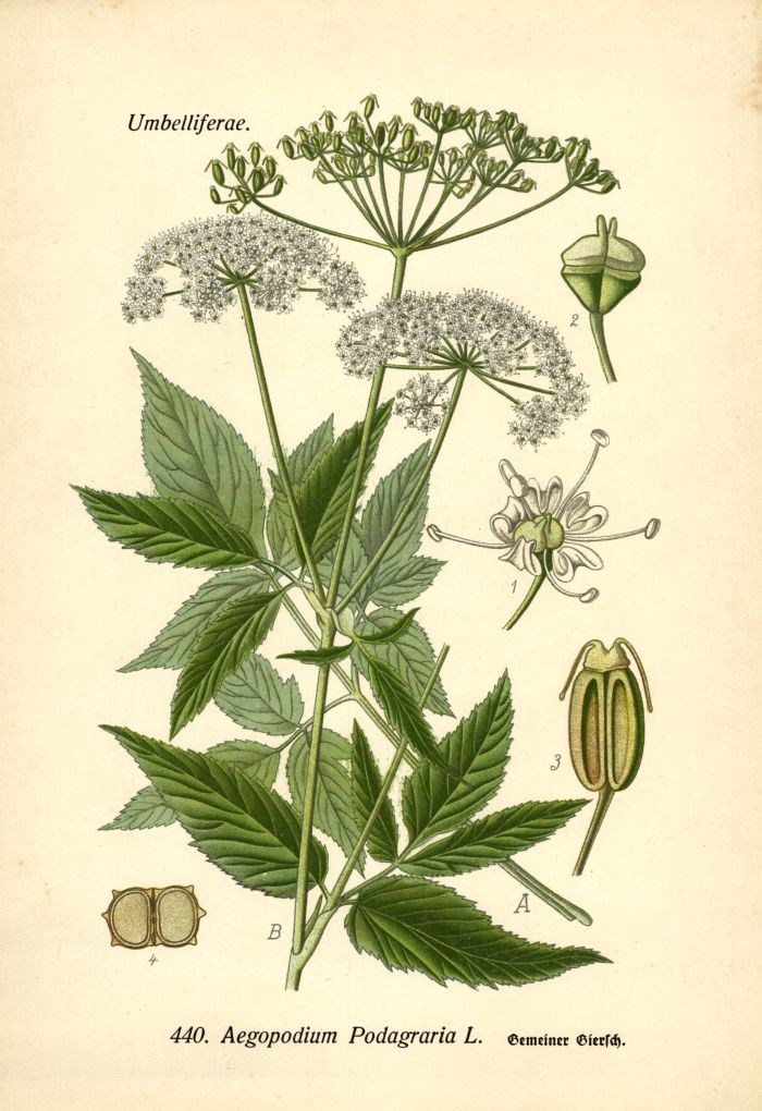 Giersch