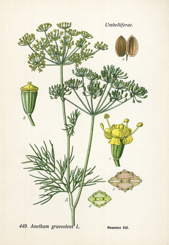 Dill