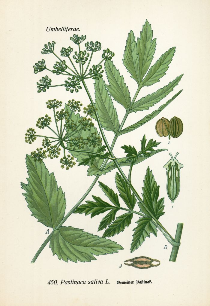 Pastinak