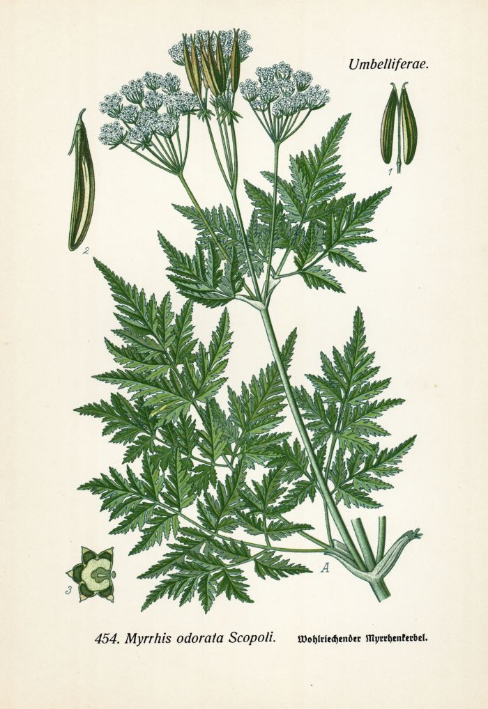 Myrrhenkerbel