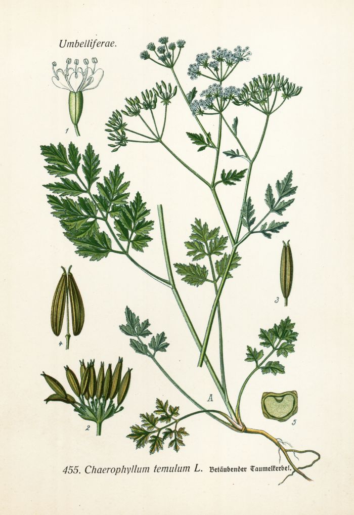 Taumelkerbel