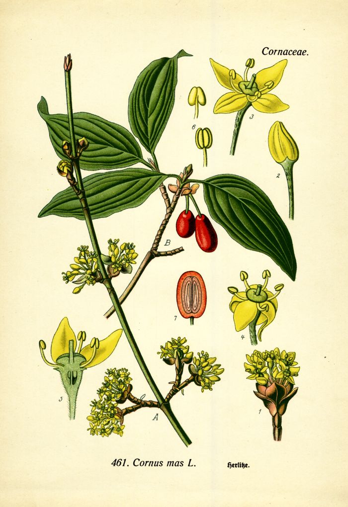 Herlitze