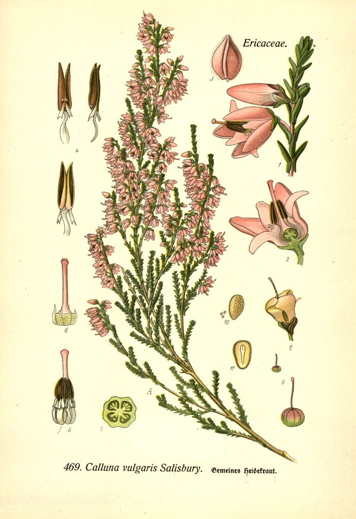 Heidekraut
