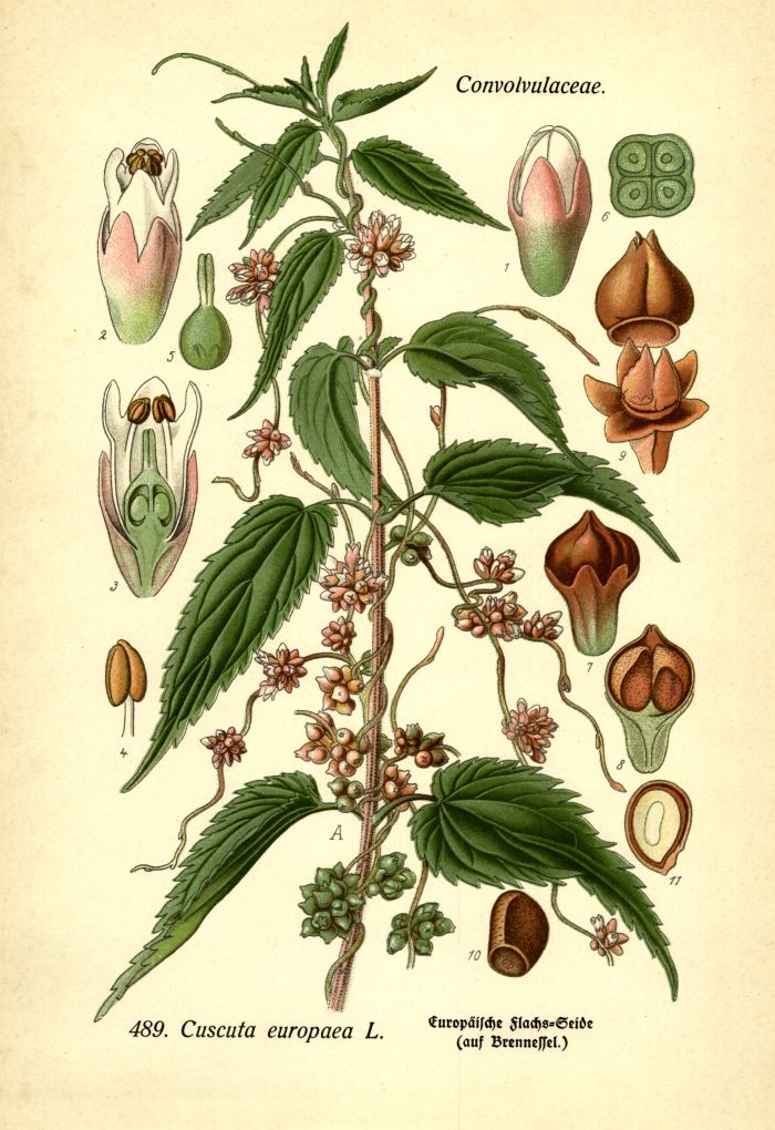Nesselseide