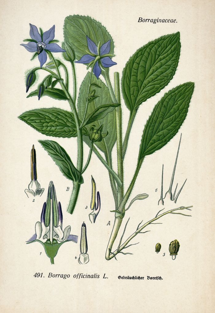 Borretsch