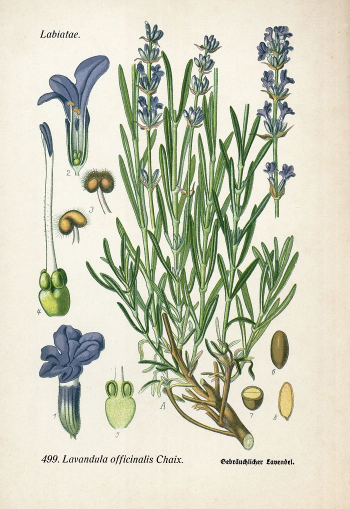 Lavendel