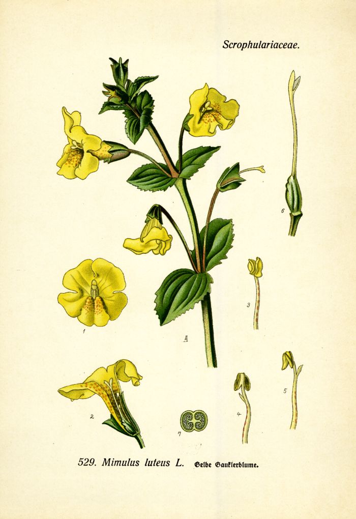 Gauklerblume