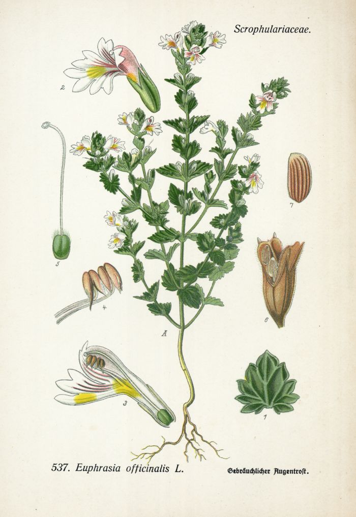 Augentrost
