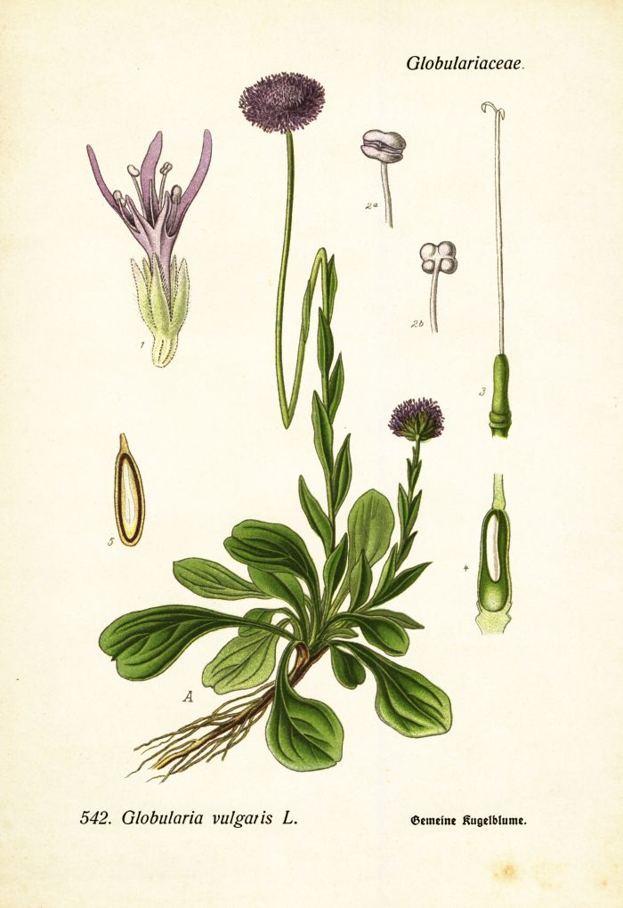 Kugelblume