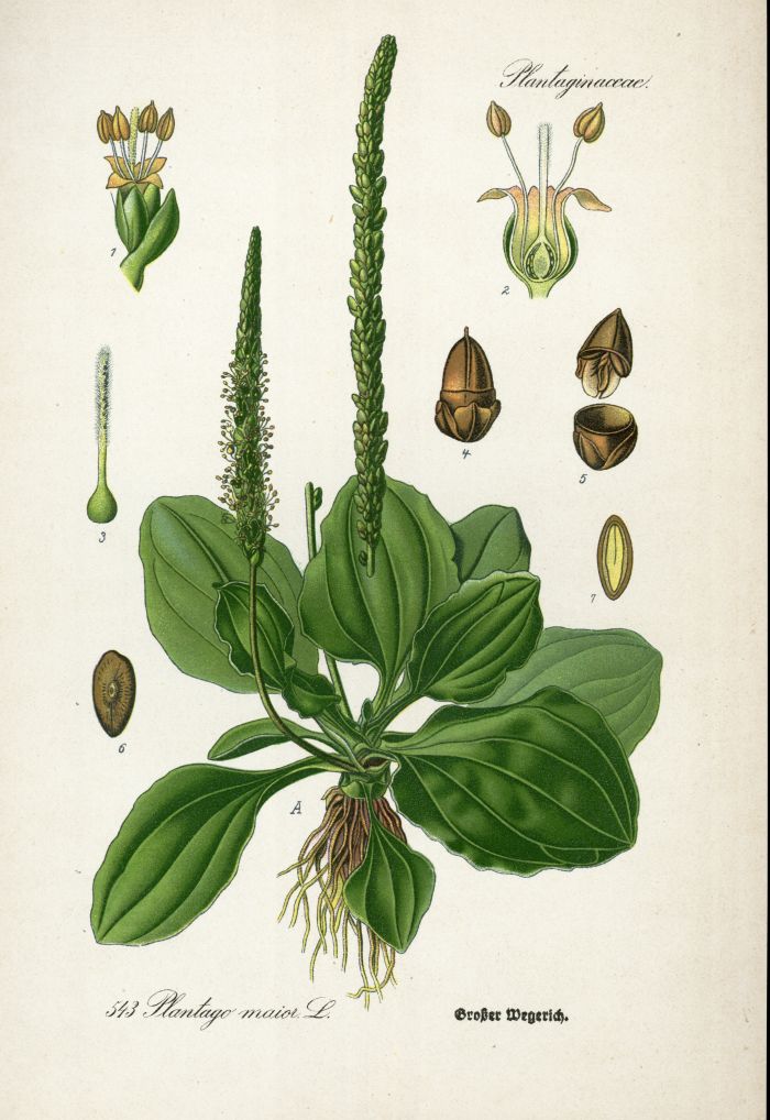 Breitwegerich