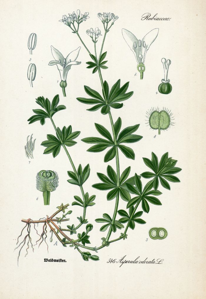 Waldmeister