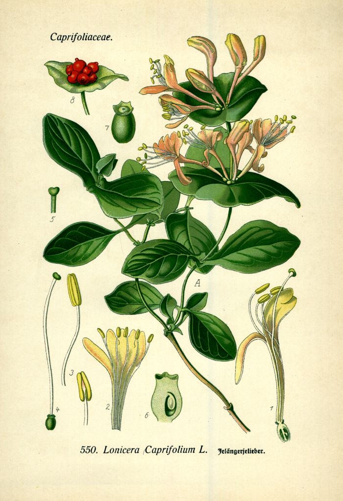 Geisblatt