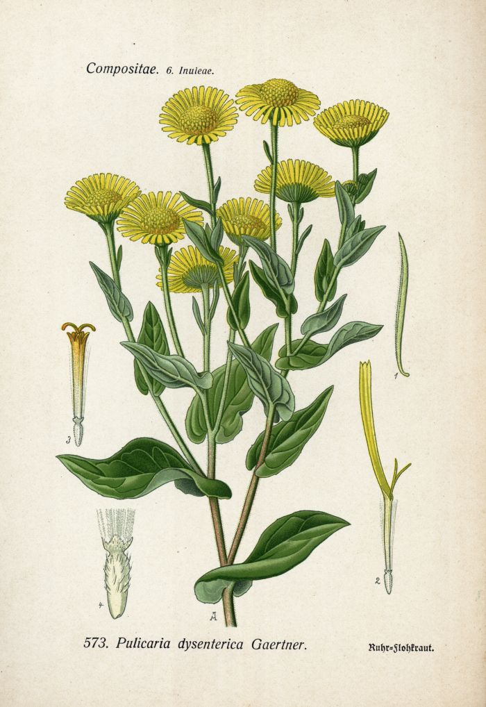 Flohkraut