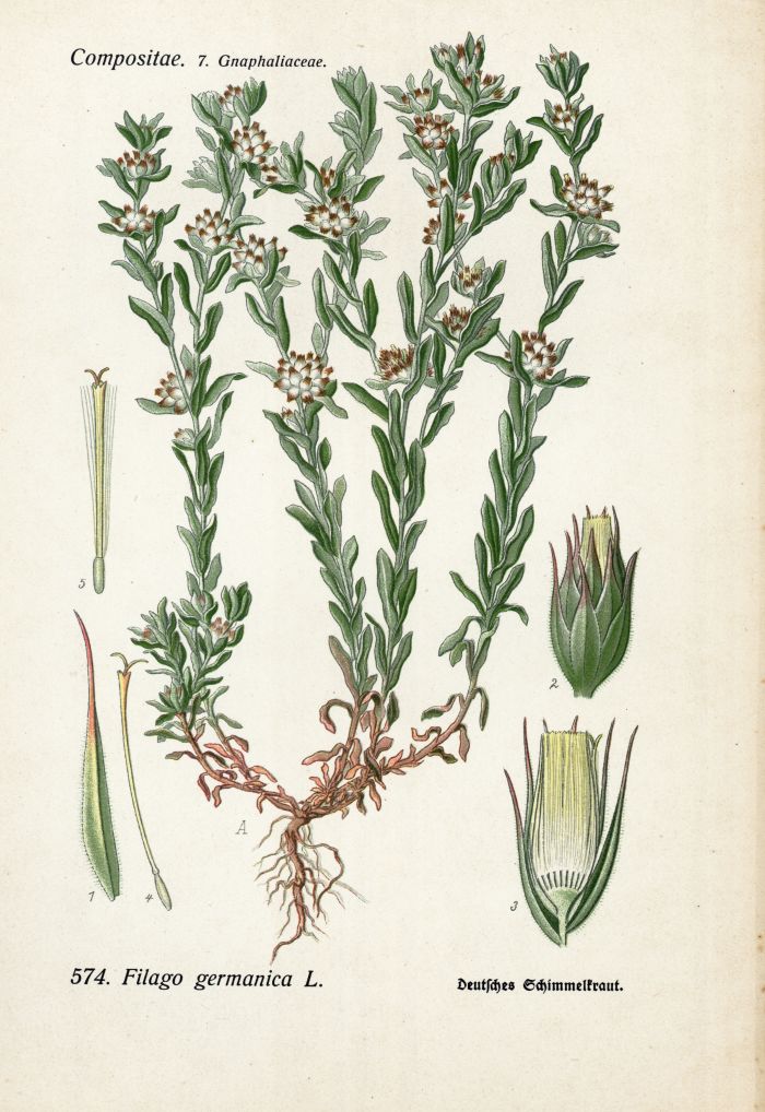 Schimmelkraut