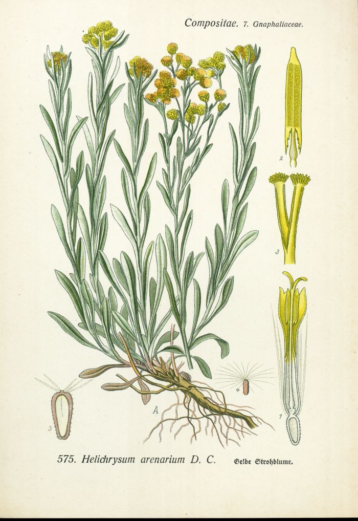 Strohblume