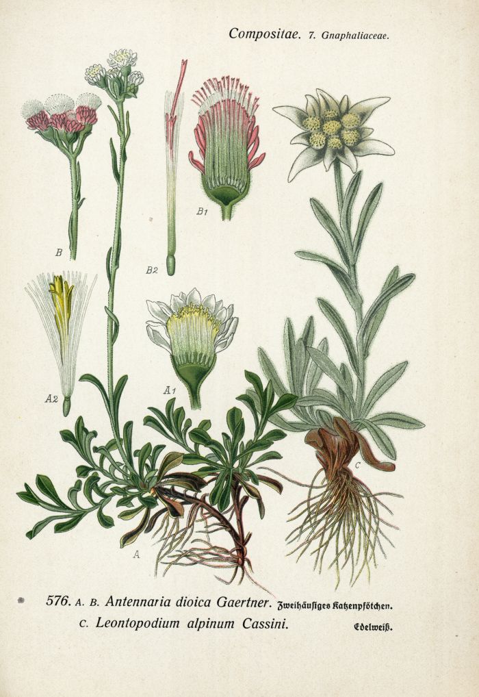 Edelwei&szlig;
