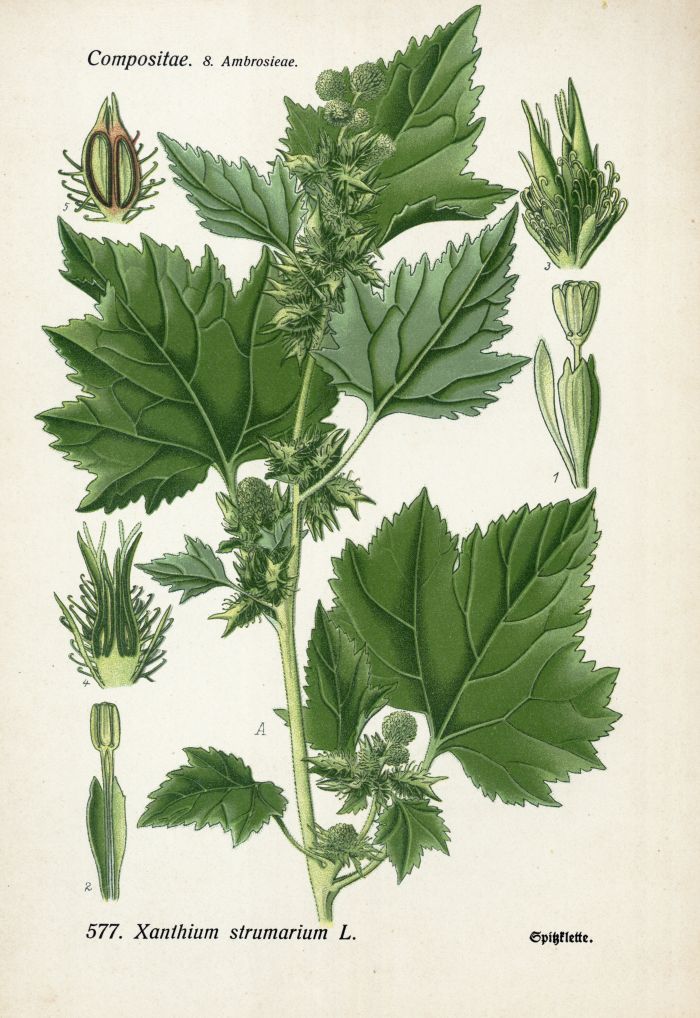 Spitzklette
