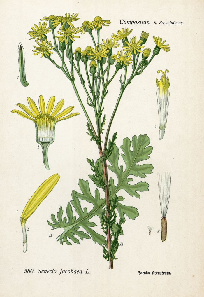 Jacobs-Kreuzkraut