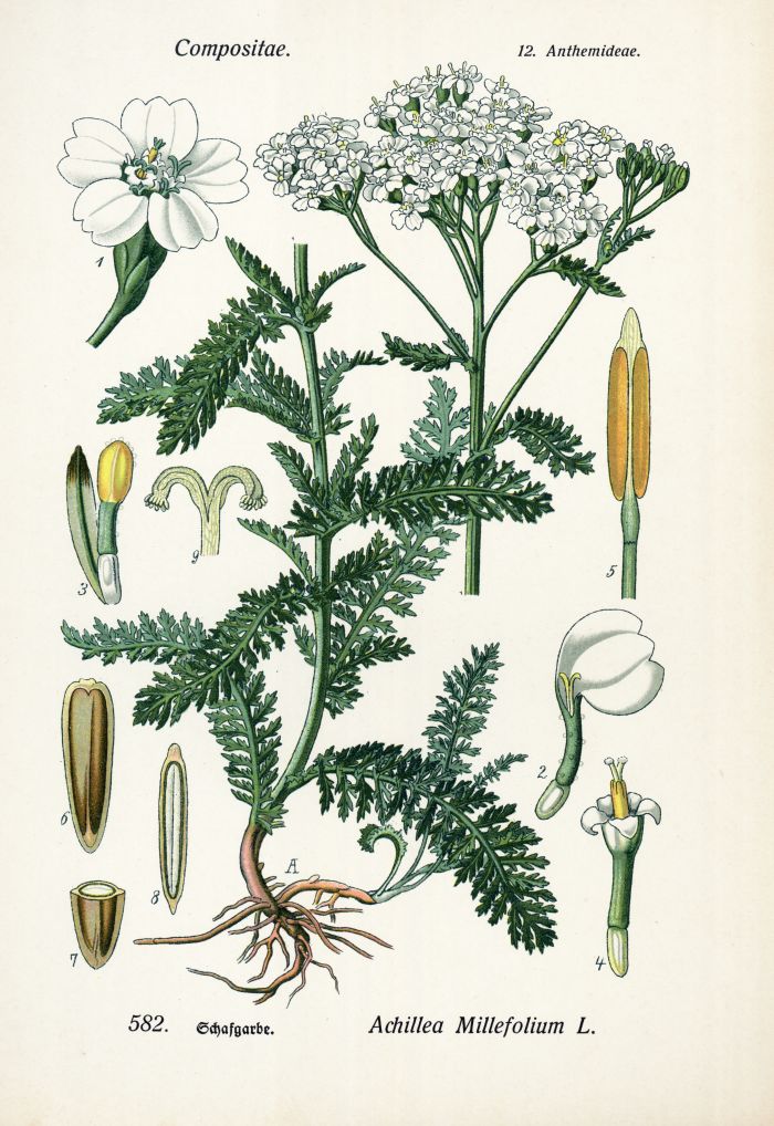 Schafgarbe