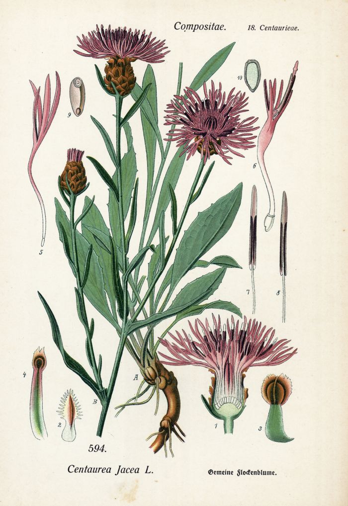 Flockenblume